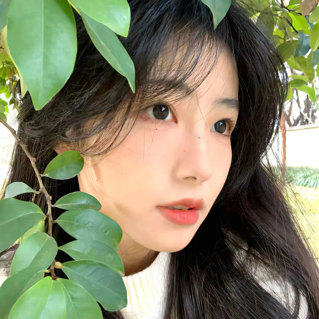凶猫 封面